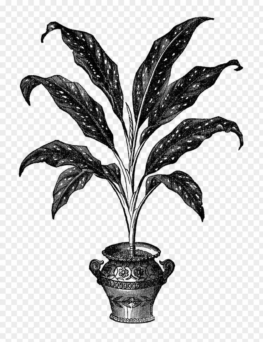 Plants New And Rare Beautiful-leaved Houseplant Flowerpot Leaf PNG