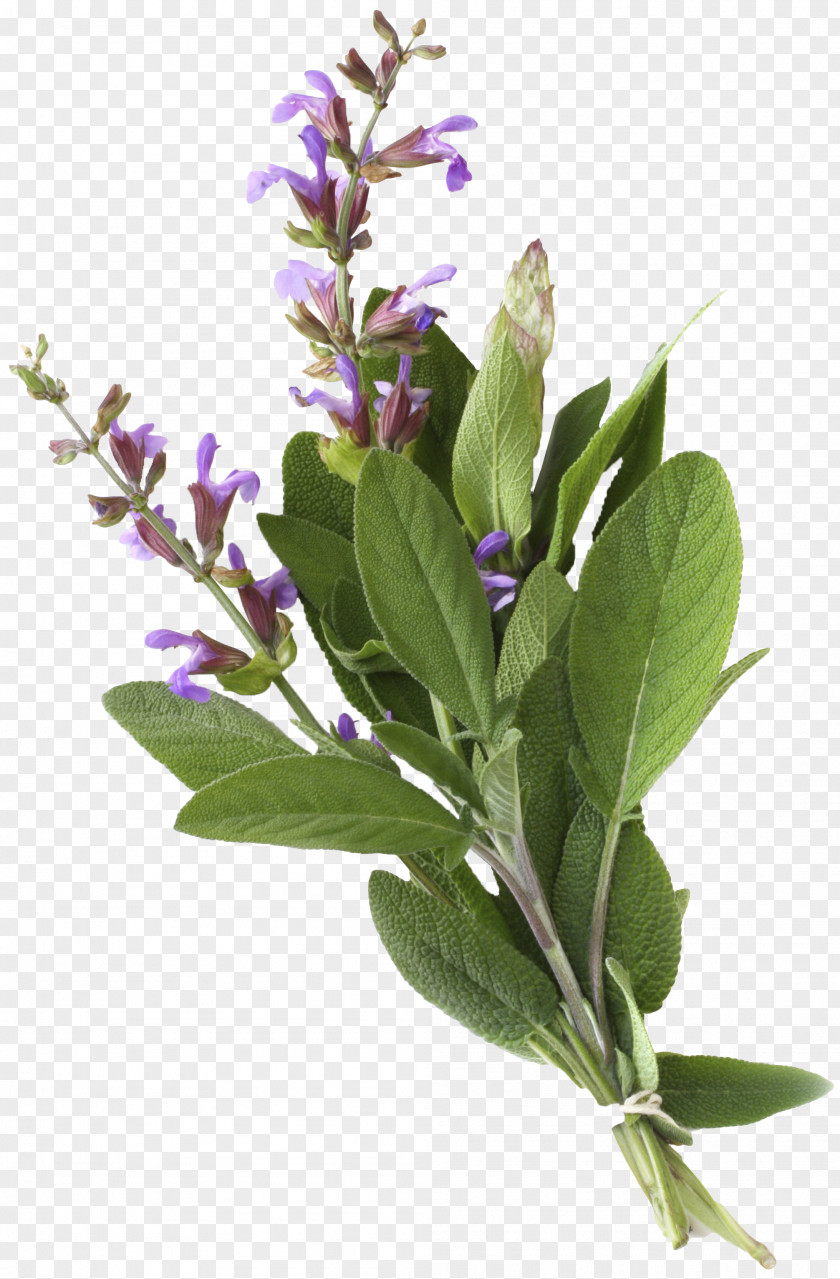 Sage Perennial Lamiaceae Common Stock Photography Herb Essential Oil Officinalis PNG