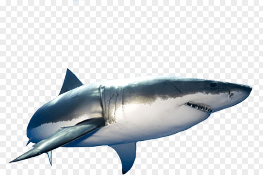 Shark Great White Isurus Oxyrinchus Tiger PNG