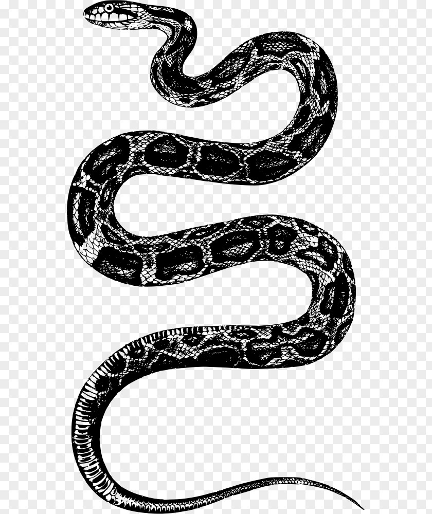 Snake Rattlesnake Clip Art PNG