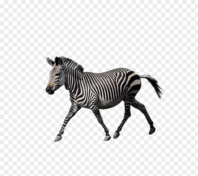 Zebra Lion Dog Puppy Animal PNG