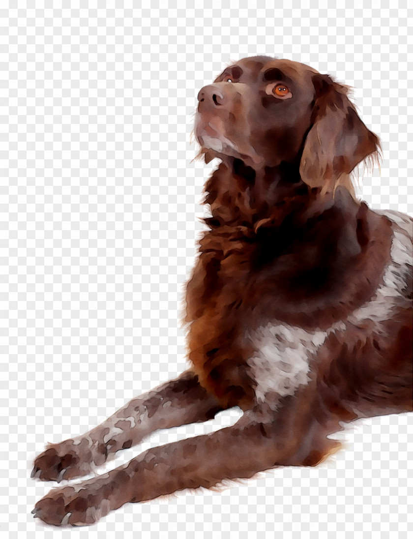 Boykin Spaniel German Shorthaired Pointer Longhaired Pet Hunting Dog PNG
