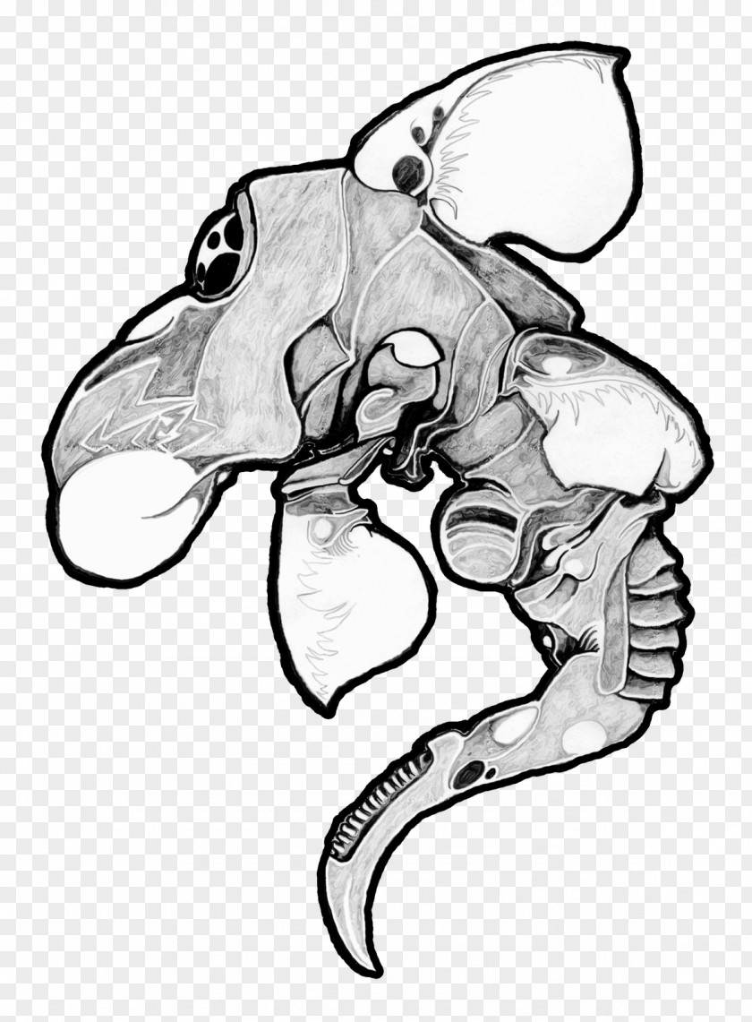 Fungi African Elephant Drawing Line Art PNG