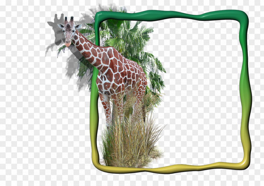 Giraffe About Giraffes PNG