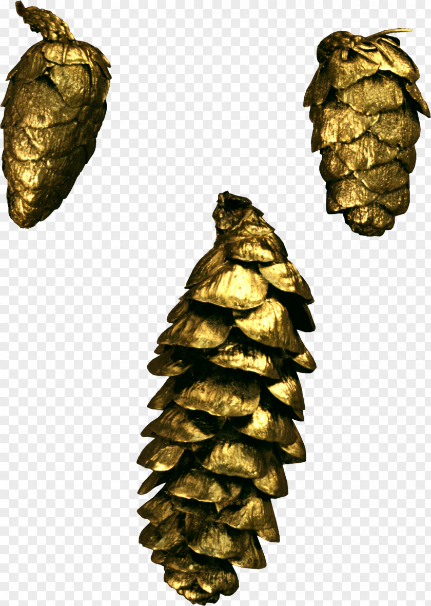 Needle Conifer Cone Pine Conifers Clip Art PNG