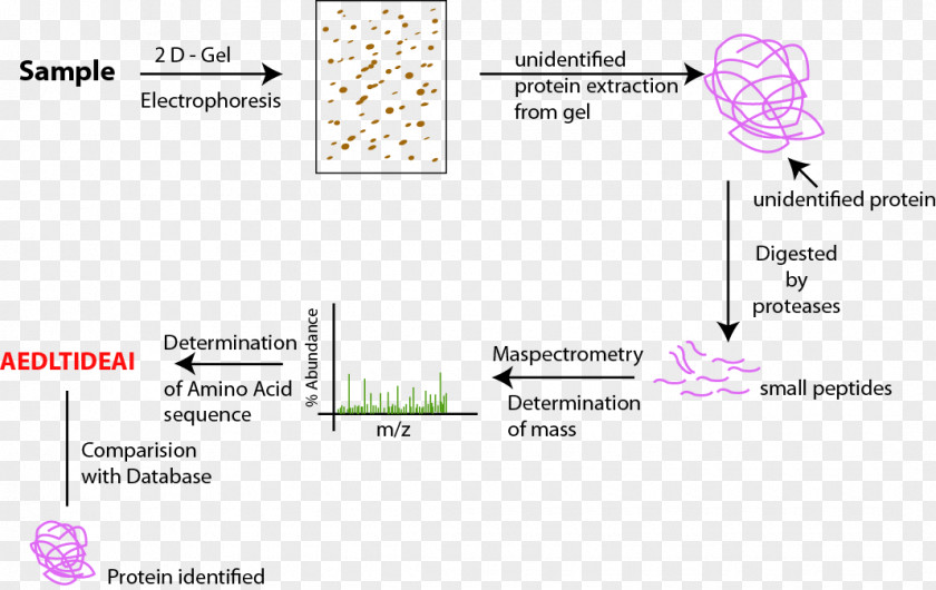 Proteomics Proteome Peptide Mass Fingerprinting Protein Purification PNG
