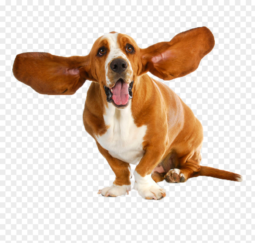 Puppy Basset Hound Dog Breed Stock Photography PNG