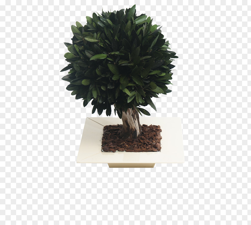 Tree Bonsai Flowerpot PNG