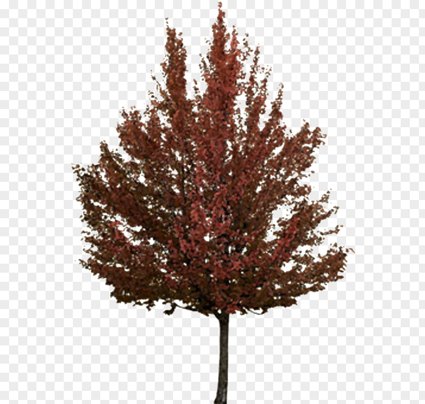 Tree Twig Autumn Japanese Maple PNG