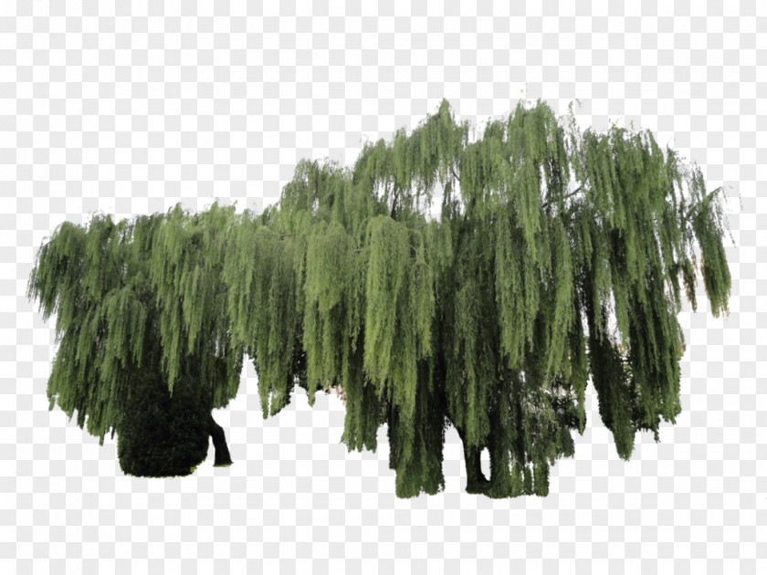 Vegetation Weeping Tree Willow Woody Plant PNG