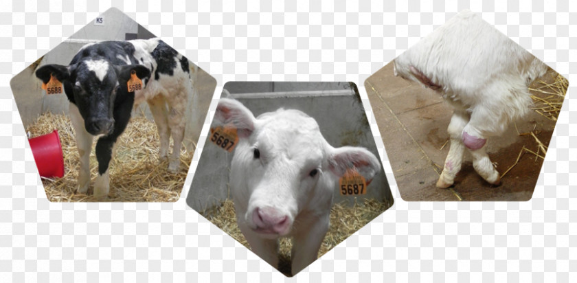 Calf Beef Cattle Mycoplasma Bovis Bovine Respiratory Disease Pneumoniae PNG