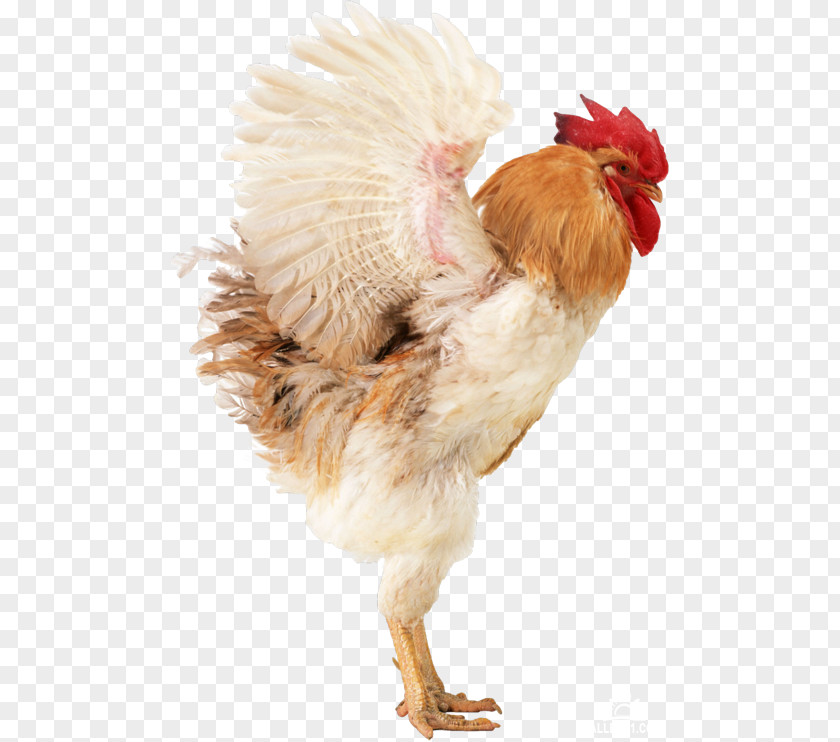 Chicken Broiler Rooster Poultry Incubator PNG