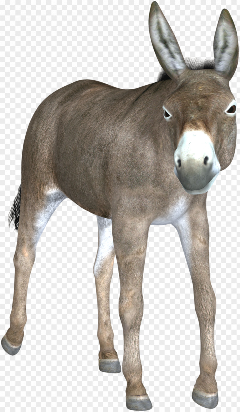 Donkey Mule Hinny Foal Mare Horse PNG