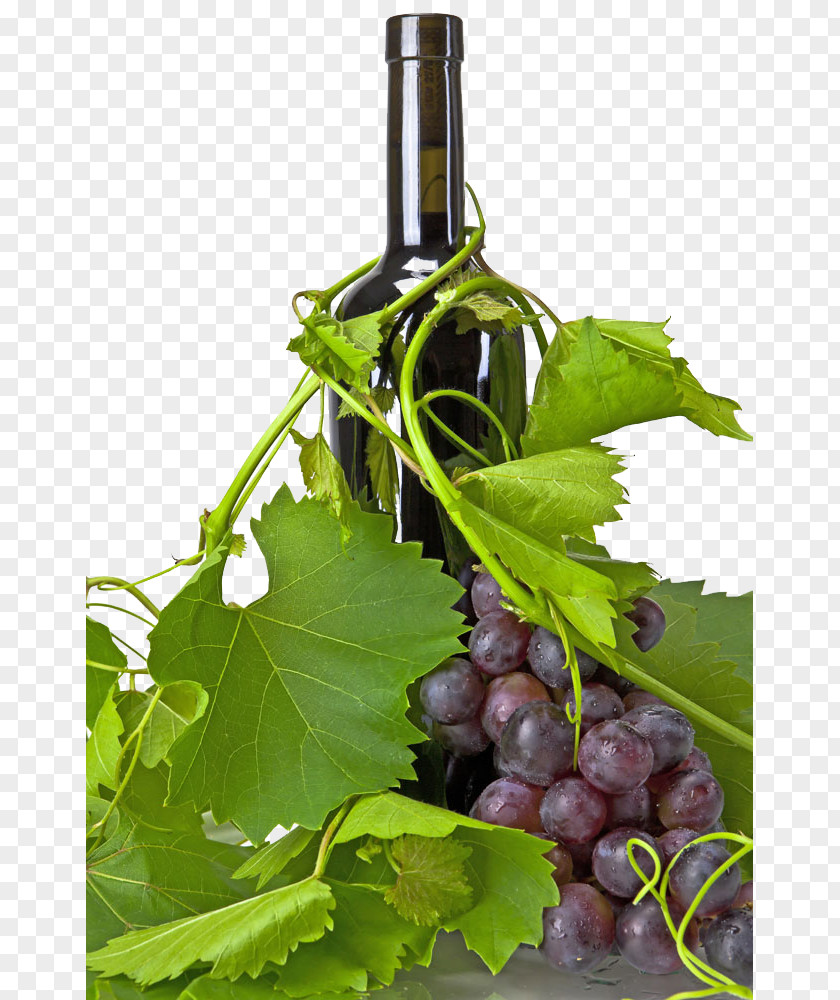 Free Wine Material Matting Red Champagne Common Grape Vine PNG