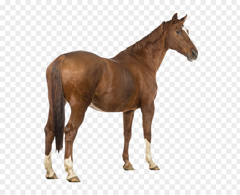 Light Arabian Horse Equestrian Tail Tack PNG