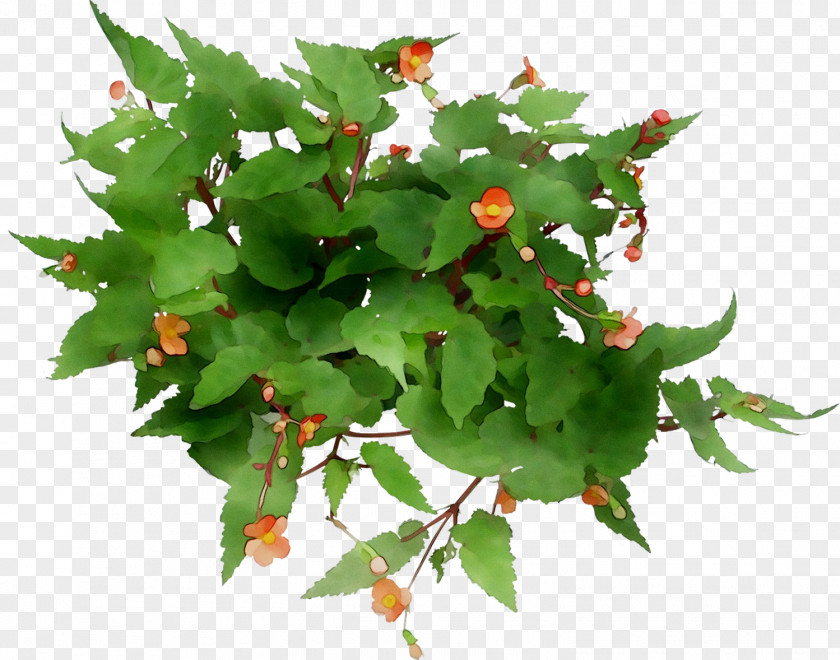M / 0d Leaf Tree PNG