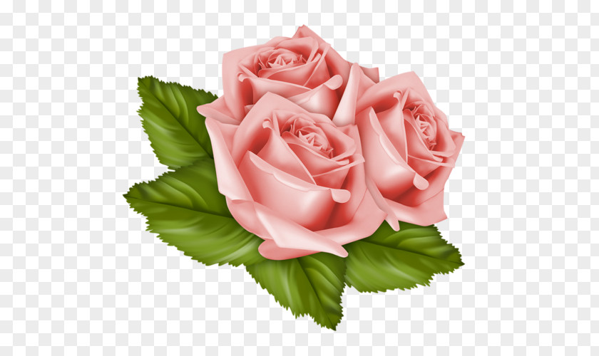 Malar Garden Roses Cabbage Rose Friday Week Cut Flowers PNG