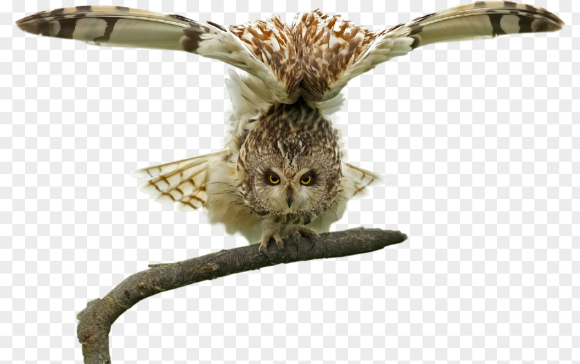 Owl Bird Eagle PNG