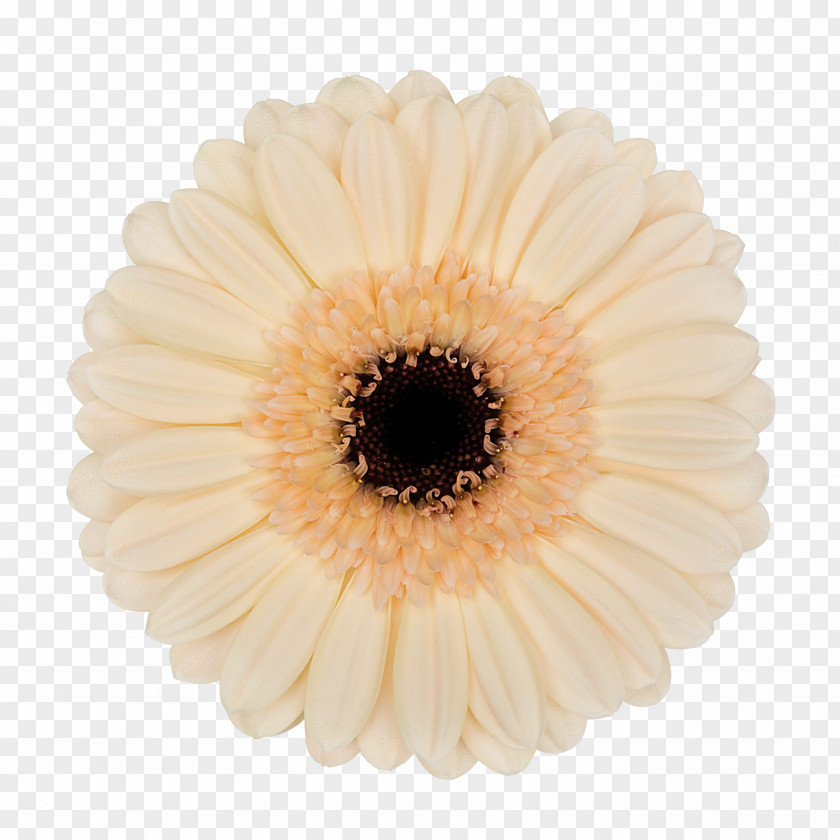 Gerbera Transparent Transvaal Daisy PNG