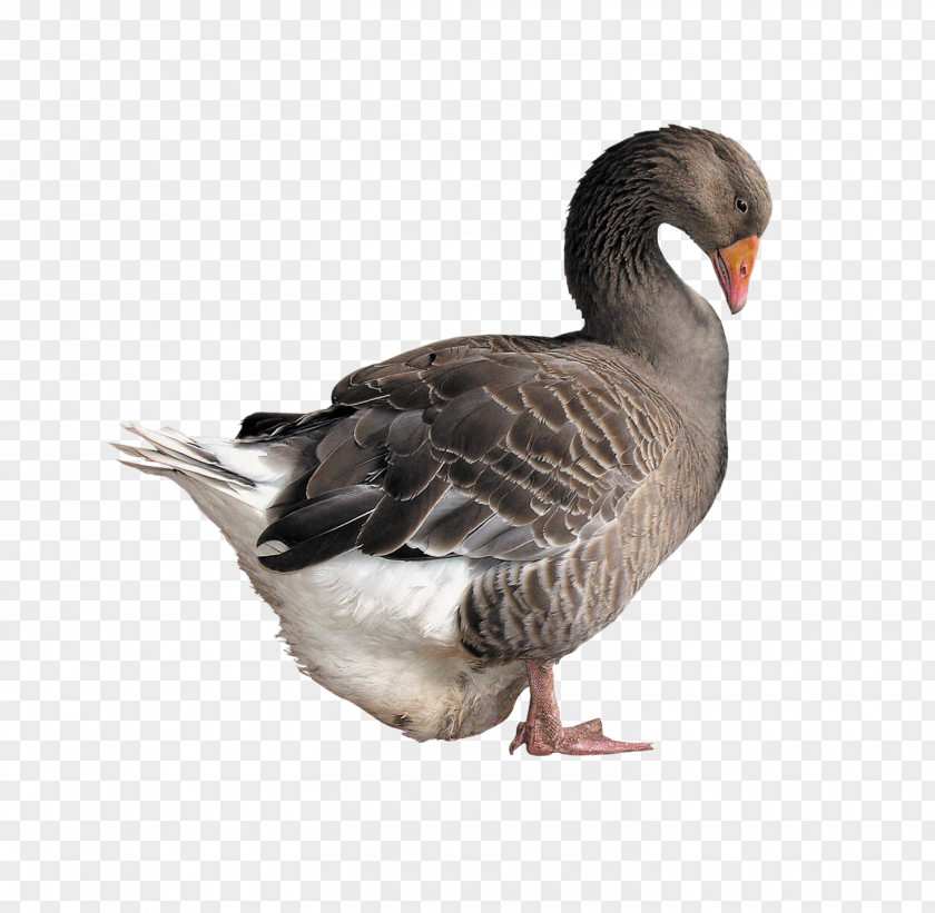 Gray Duck Side Goose Poultry PNG