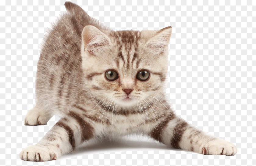 Kitten American Shorthair Maine Coon Dog Looking After Cats PNG