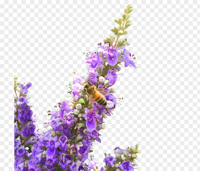 Plant English Lavender Tincture Chaste Tree Extract Holy Basil PNG