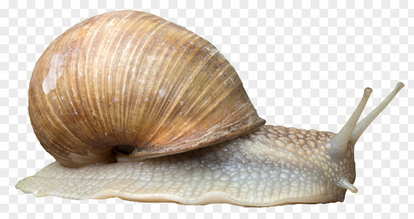 Snail Orthogastropoda PNG