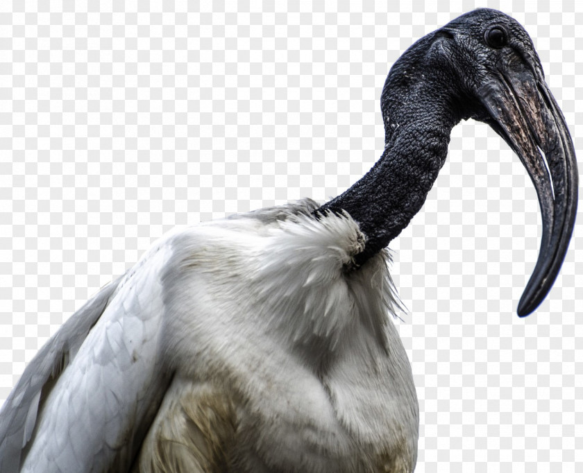 African Bird Beak Sacred Ibis PNG