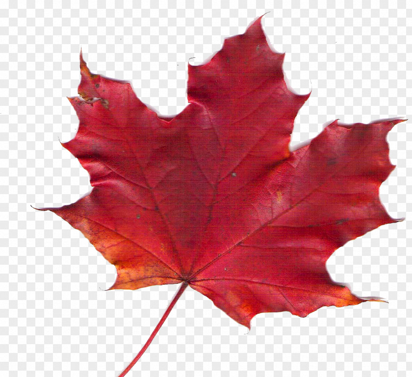 Chinese Traditional Red Eaves Maple Leaf Autumn Color PNG