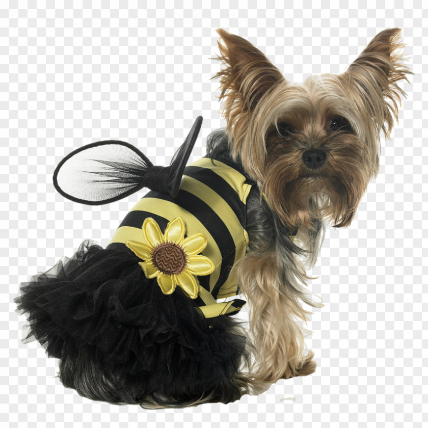 Cute Dog Clothes Papillon Puppy Bee Cat Costume PNG