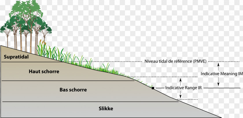 Line Point Land Lot Angle Tree PNG