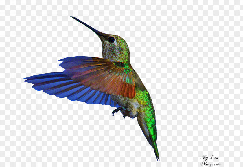 Bird Bee Hummingbird GIF PNG