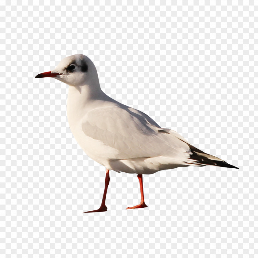 Bird Columbidae European Herring Gull Domestic Pigeon Squab PNG