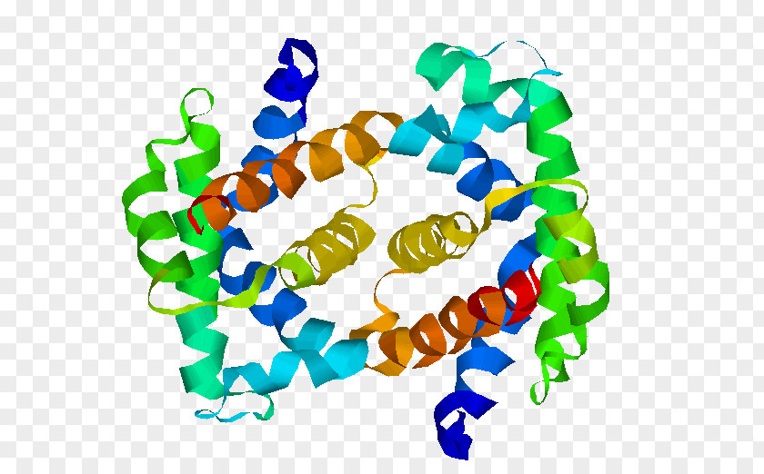 Blood Fetal Hemoglobin A Protein Subunit Fetus PNG