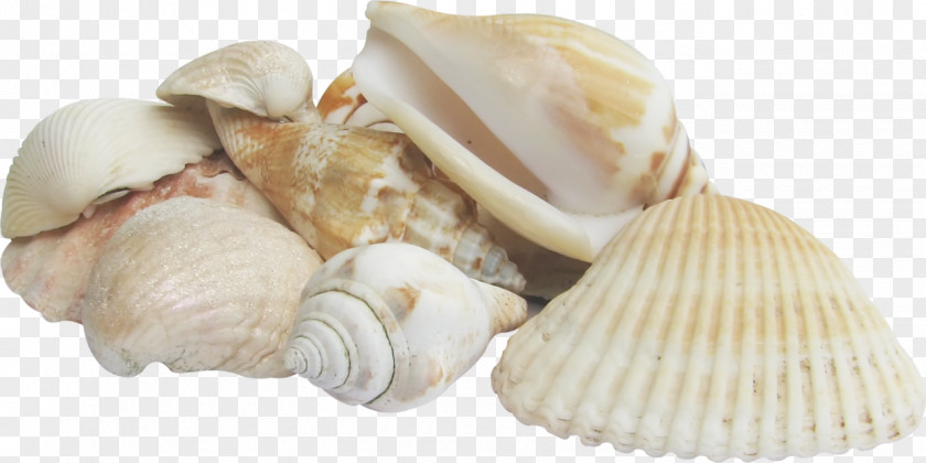 Conch Cockle Conchology Seashell Sea Snail PNG