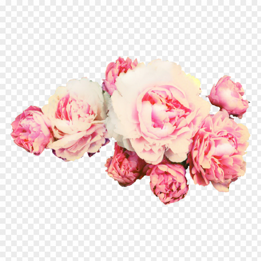 Peony Rose Clip Art Transparency PNG