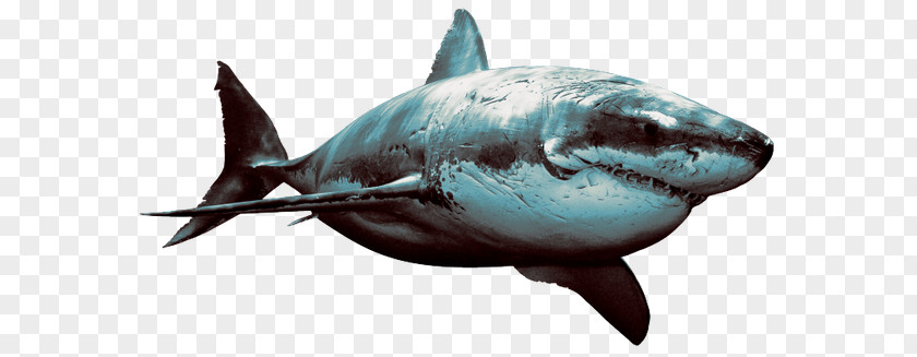 Shark Hungry Evolution Great White Desktop Wallpaper Attack PNG