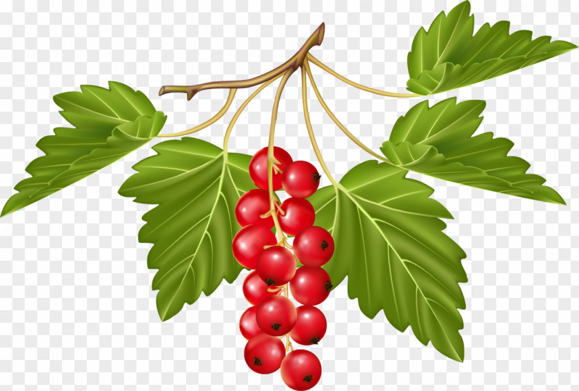Vegetable Berry Fruit Redcurrant Grape PNG