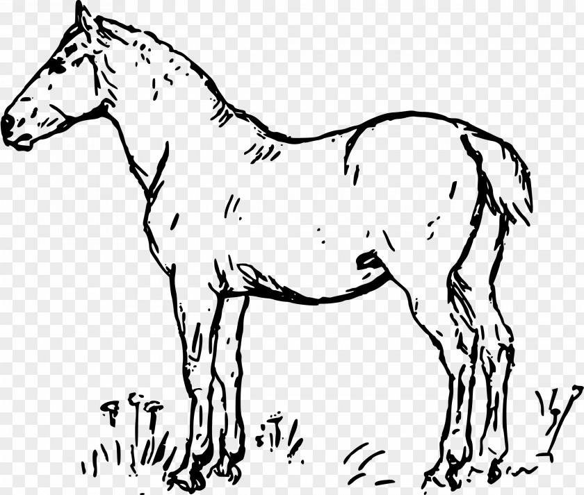 Horse Drawing Foal PNG