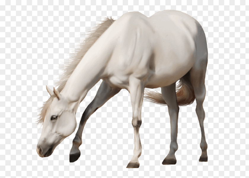Mare American Paint Horse Stallion Clip Art PNG