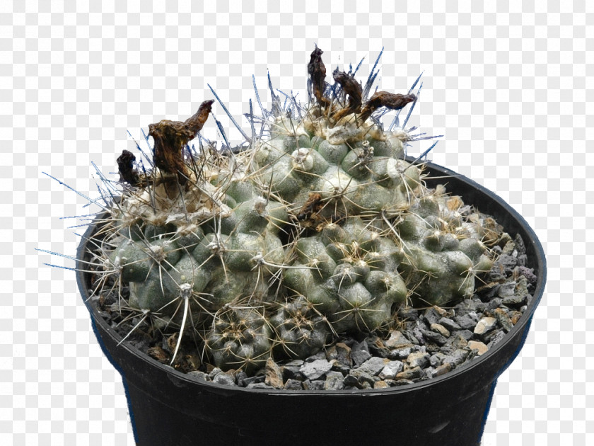 Palmen Copiapoa Humilis Prickly Pear Genus Strawberry Hedgehog Cactus PNG