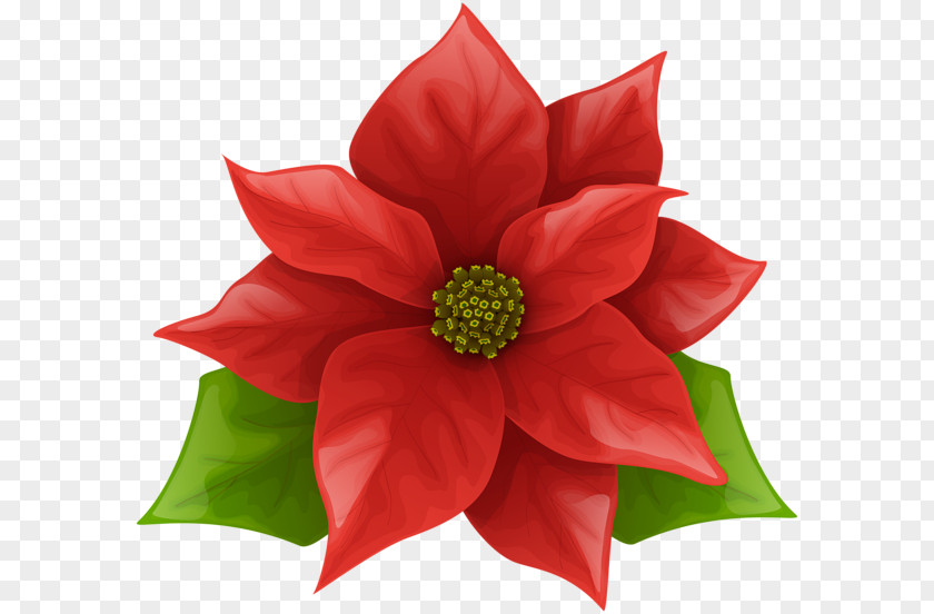 Poinsettia Art Christmas Clip PNG