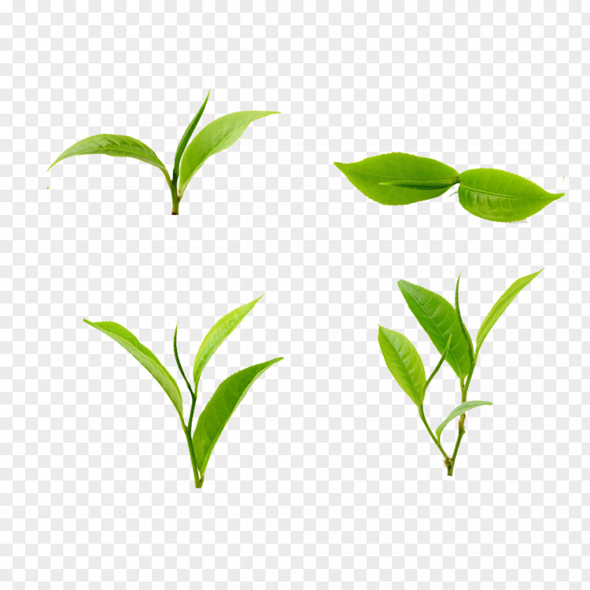 Tea Green Leaf Food PNG
