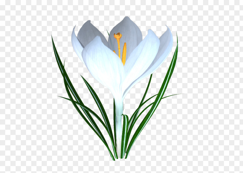 Fy Crocus TinyPic Video PNG