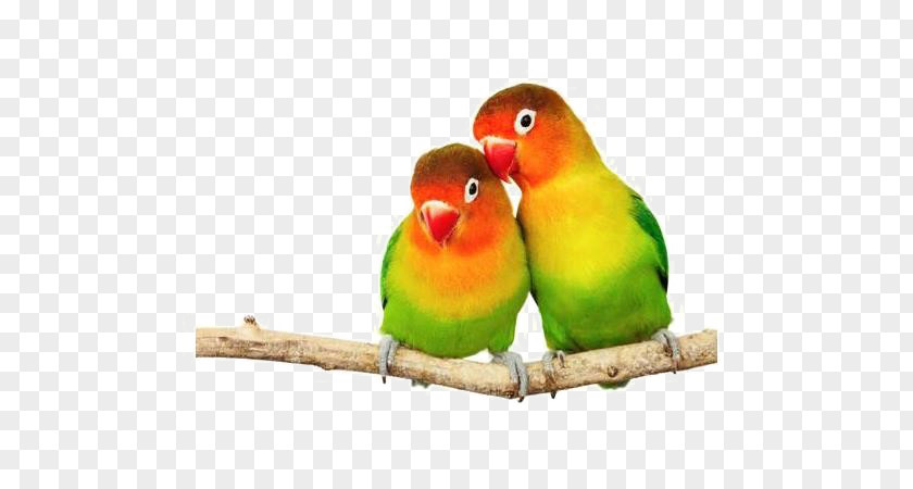 Parrot Parrotlet Fischer's Lovebird Image PNG