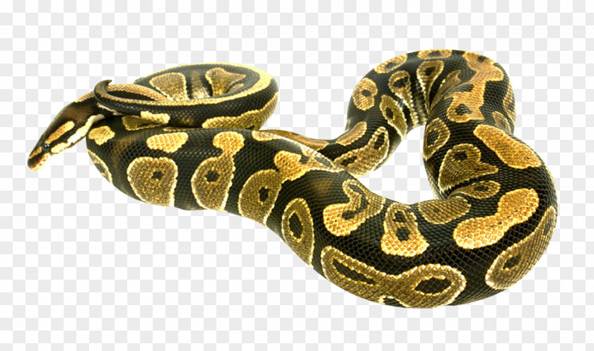 Snake Boa Constrictor PNG