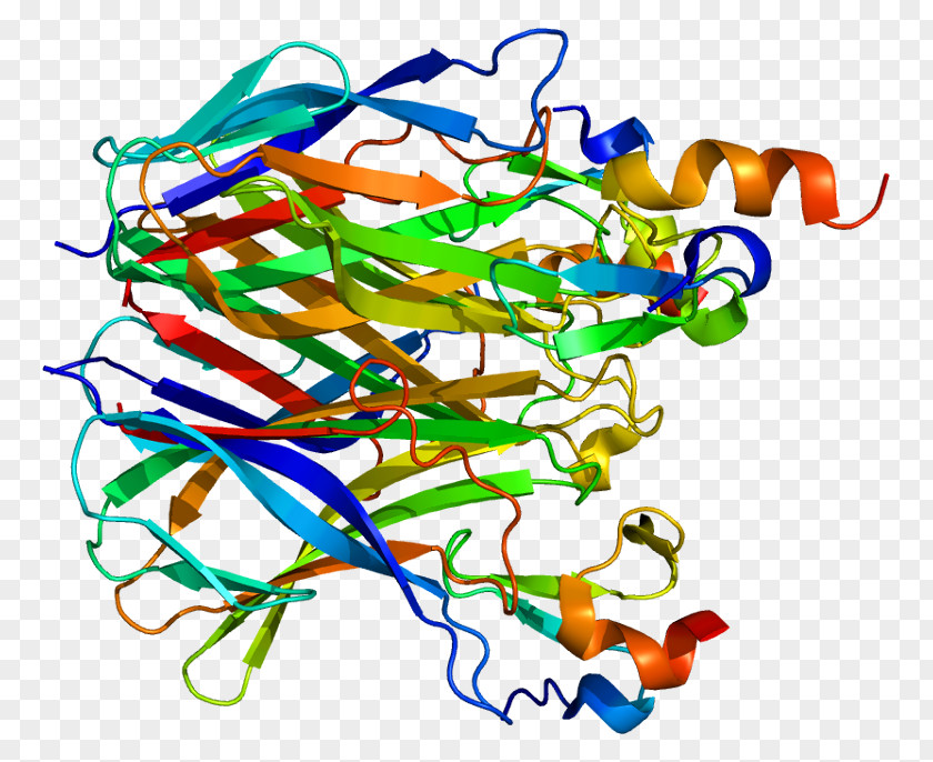 Transmembrane Activator And CAML Interactor TNF Receptor Superfamily Tumor Necrosis Factor Alpha Protein PNG