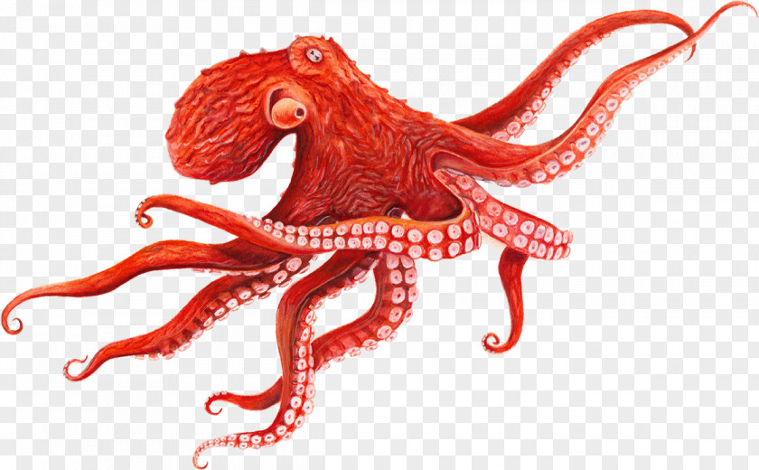 Baby Octopus Giant Pacific Cephalopod Squid PNG