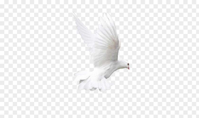 Bird Domestic Pigeon Columbidae Flight PNG