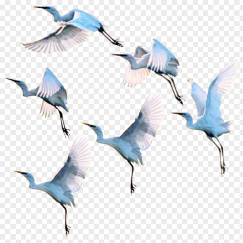 Bird Seabird Beak Crane Water PNG